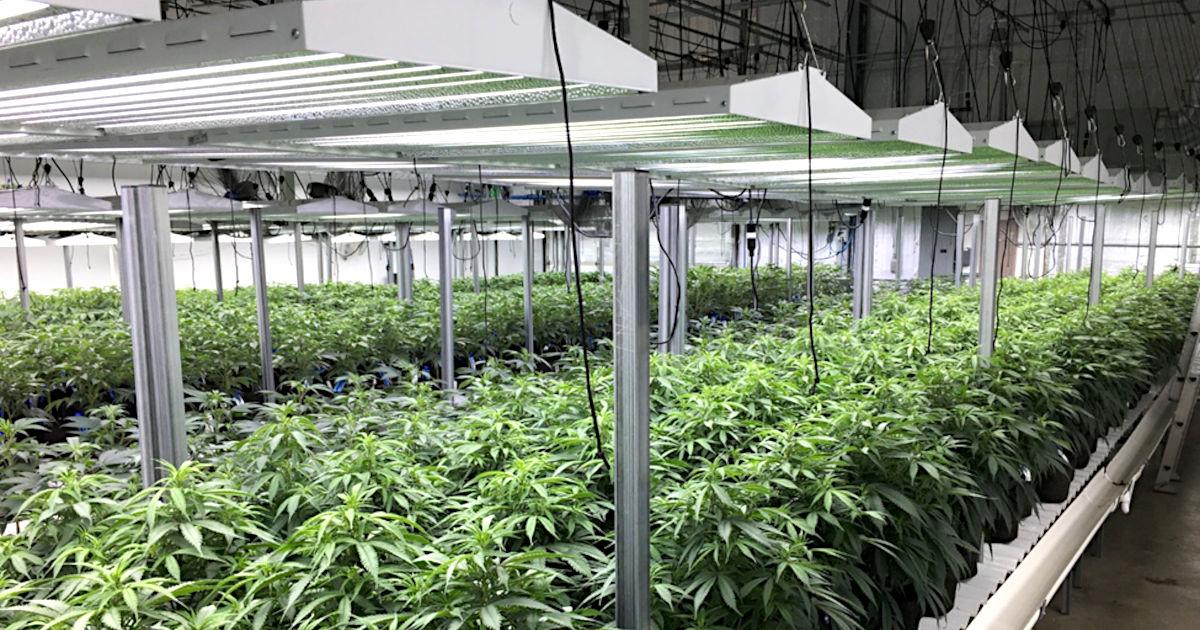 The Technological Invasion in Cannabis Cultivation