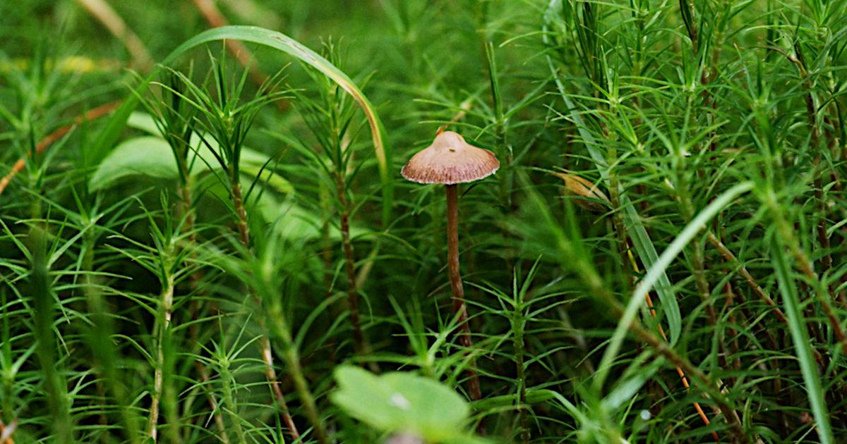 Acceptance of Psychedelics for Wellness and Recreation