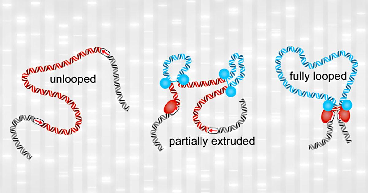 Genome Loop Formation Now Better Understood