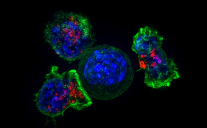 Synthetic Biology Creating T Cells to Destroy Cancers