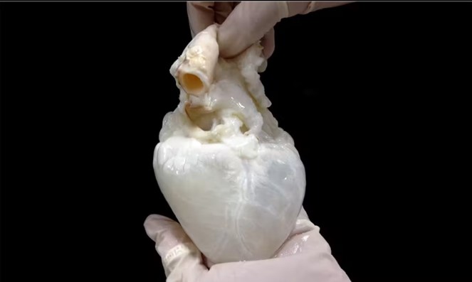 Lab-Grown ‘Ghost Hearts’ Work to Solve Organ Transplant Shortage